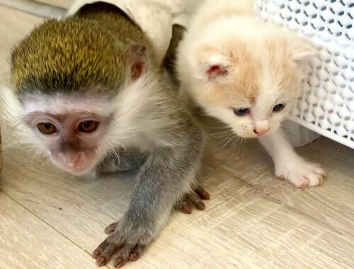 Baby monkey Susie wants to teach kittens to climb out through the window while mom cat don't see