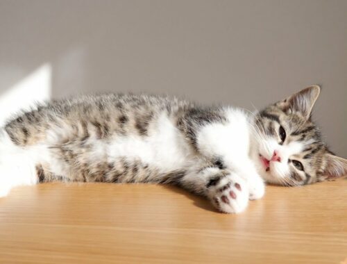 Kitten Coco enjoys basking in the sun