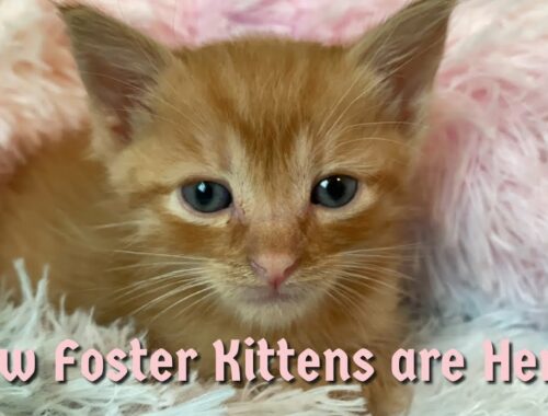 Foster Kittens Have Arrived! Four Weeks Old and Purring!!