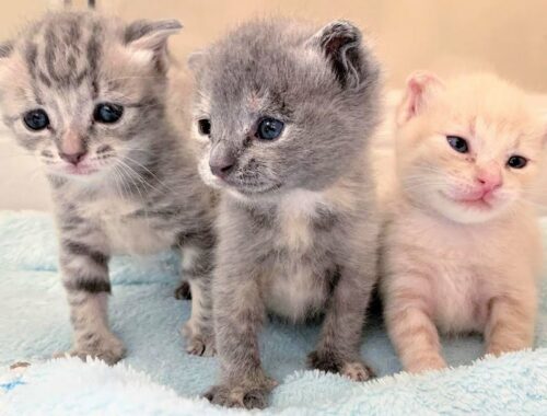 Rescue Three Precious Tiny Kittens Are Adorable and Sweet