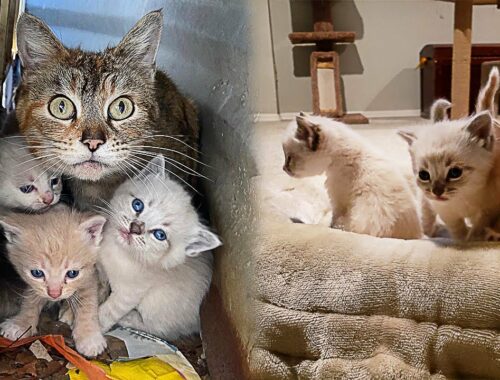 Stray Mom Cat Protects Kittens Until Rescuers Come To Save Them