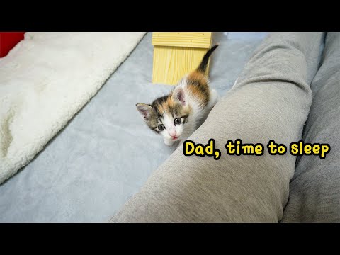 The Rescued Kitten Comes and Says every night, "I want to sleep together"