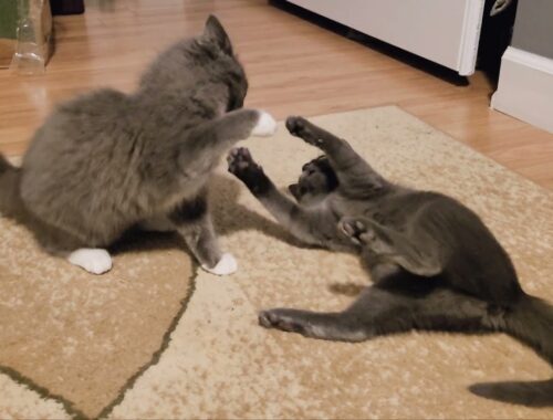 Kittens fight (part2)