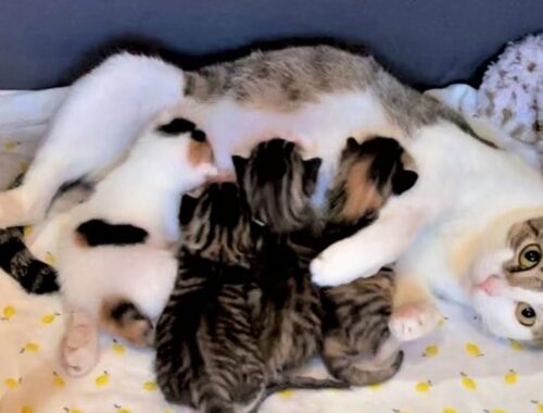Rescue Family Cat With Beautiful Mom and 4 Precious Tiny Kittens