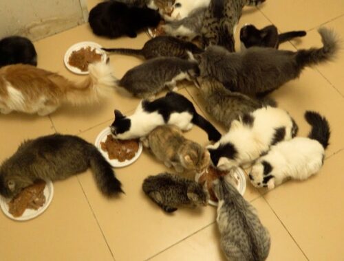 An army of kittens attacked food