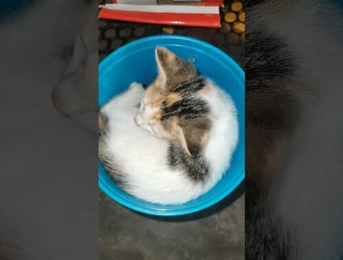 Sleeping Kitten || Cute Sleeping Position of Kittens || Funny Kitten || #shorts
