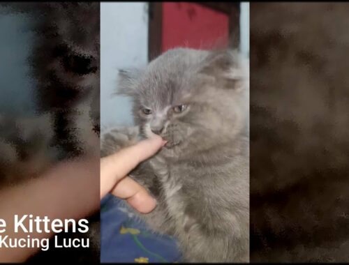 Cute Kittens Meowing | Anak Kucing Lucu dan Menggemaskan Part 2