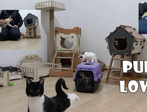 'Adorable Paws' temporary cat shelter. If motherless kittens meet a new cat.
