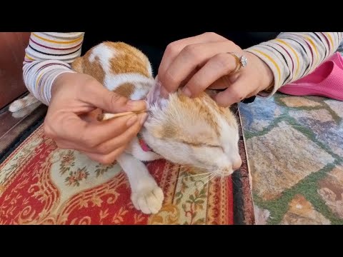 My Kittens have got Oily Ear - Cat Ear Clean Routine - Meow Family