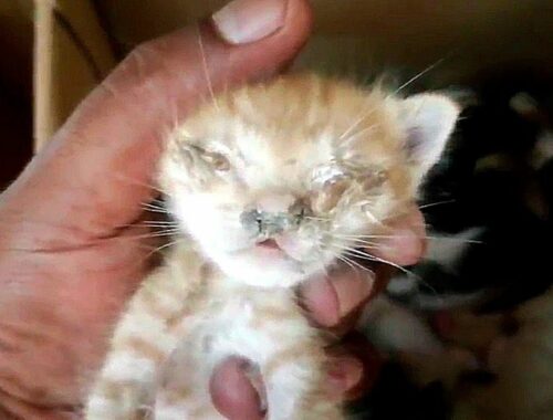 rescue homeless kitten| kitten eyes closed infection| rescue kittens/ animal rescue- stray cat
