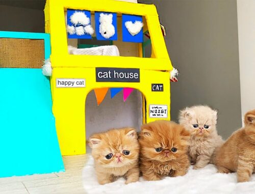 True Story about the Smallest KITTENS! The most Amazing Kitten Cat Pet House from Cardboard