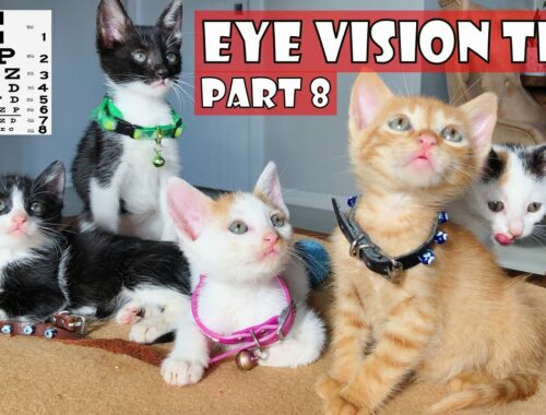 The kittens' mother is missing. I must be their mother. Part 8: Eye Vision Test for Tiny Kittens.