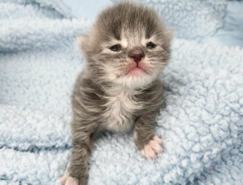 Kitten was just 10 days old, found all alone, abandoned by her mom cat, happy ending story