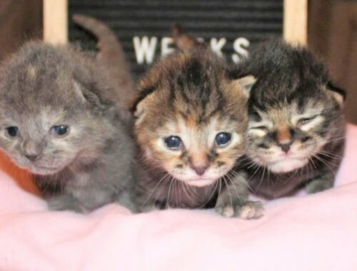 Three kittens were abandoned by their feral mom cat turned to sweet babies