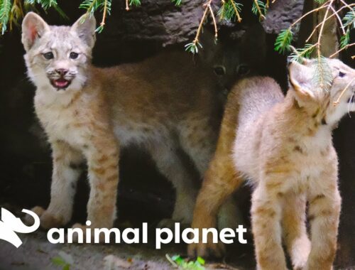 Lynx Kittens Explore Their Exhibit for the First Time! | The Zoo