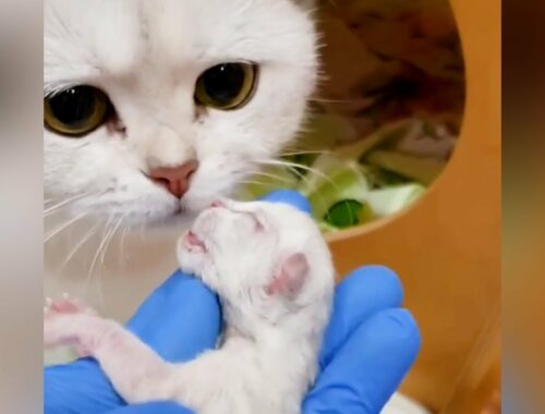 Kitten Born Dead Brought Back To Life