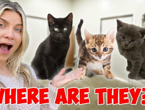 What Happened To OUR RESCUE KITTENS? | Day In My Life