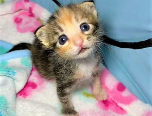Three neonatal kittens would be euthanized because one of them is missing a leg, heartwarming story