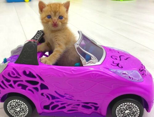 Kittens Teddy and Chloe fight with adopted ginger kitten for toy car