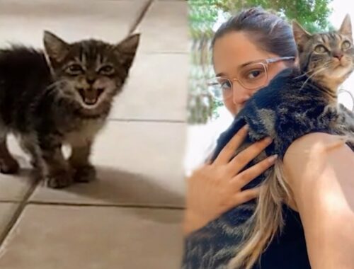 Woman Found A Little Kitten In Near Her House, Alone In The Rain, Give Her Best Life - Rescue Cat