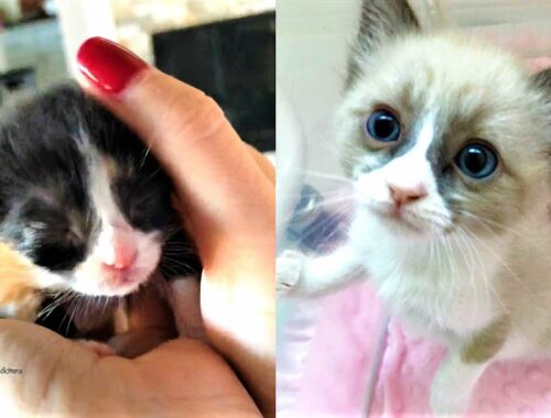 Tiny Newborn Kittens were Abandoned by Their Mom Cat and Not Being Properly Care For