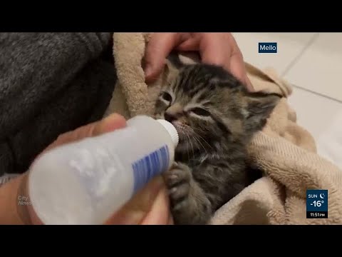 Pet store staff care for abandoned kittens