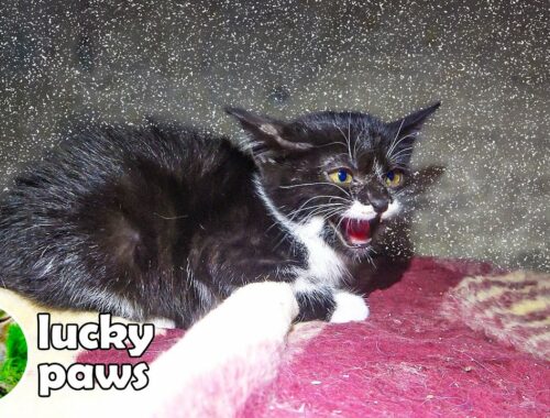 Tiny Orphaned Kitten Hissing And Looking For a Place to Warm ( hungry kittens ) Lucky Paws