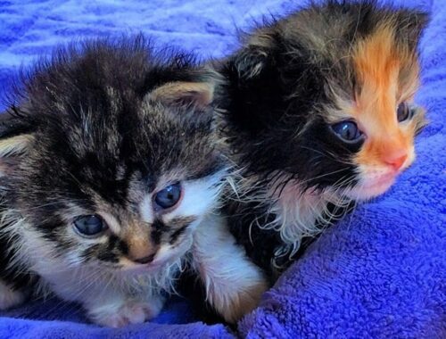 Four Tiny Kittens Crying Outside Because They're Abandoned by Their Mom Cat