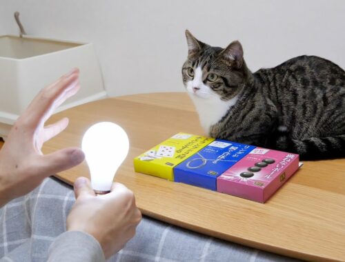 Cat Coco is not surprised to see Magic