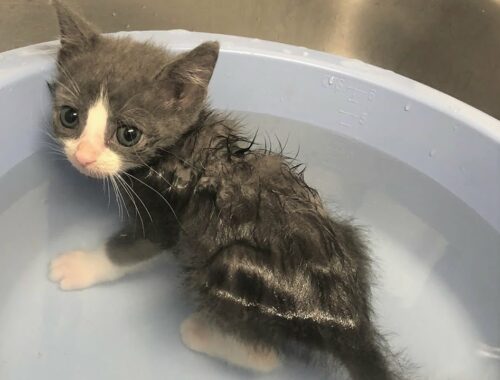 A tiny, paralyzed kitten was abandoned by her mom cat