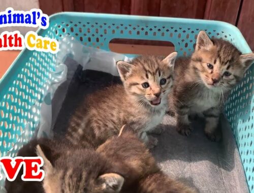 Baby Orphaned kittens update after rescued - First time Hanging out