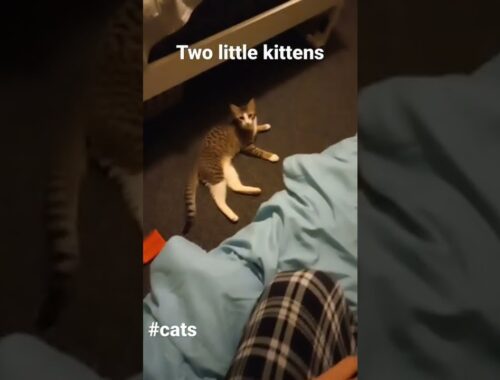 Two Little kittens