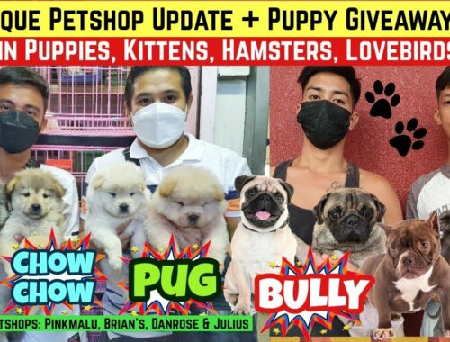ARRANQUE PETSHOP UPDATE | PUPPY GIVEAWAY | BARGAIN PUPPIES, KITTENS, HAMSTERS, LOVEBIRDS | CHOW CHOW