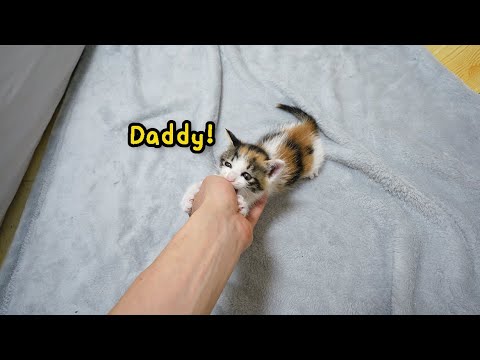 Whenever I come back home, a Kitten Hangs On My Hand and Welcomes Me