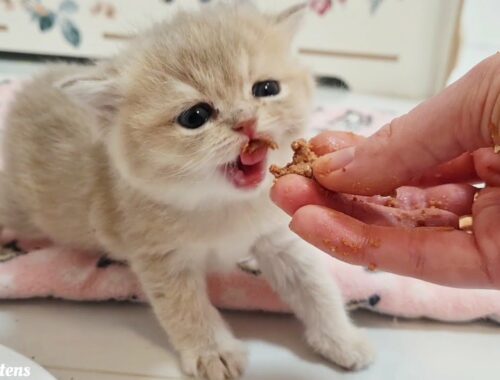 British kittens learn to eat on their own