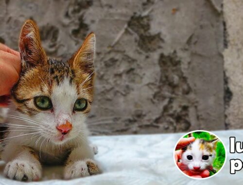 Poor Kitten Stoned by Children Have Transformation AMAZINGLY After 150 Days ( hungry kittens )