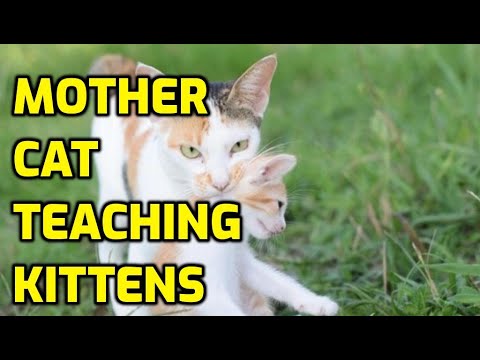 How Do Mother Cats Discipline Their Kittens?