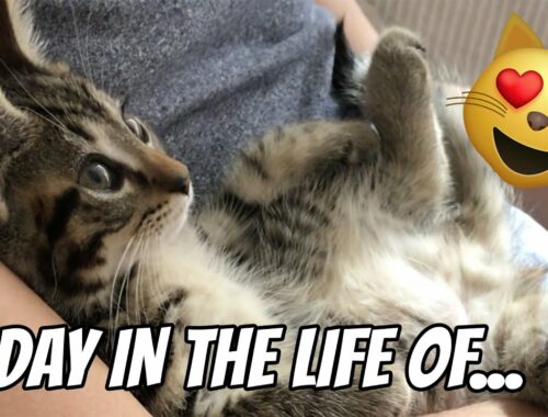 A day in the life of kittens! | What do kittens do all day?