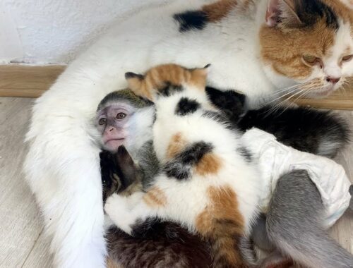 Will mom cat let monkey sleep next to little kittens?