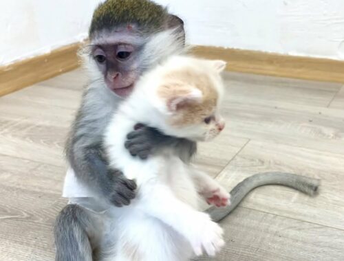Can mom cat entrust monkey Susie with little kittens?