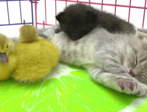 Little fluffy kittens and ducklings are tired and decided to take a nap
