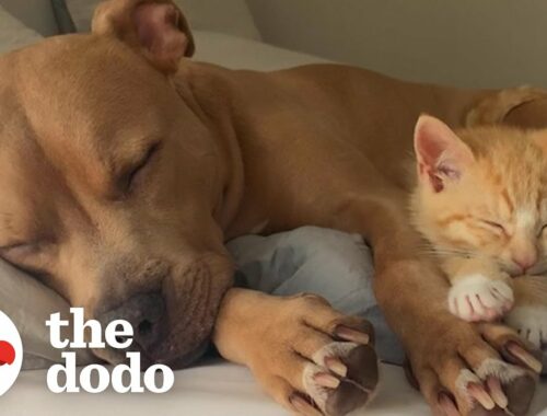 Tiny Kitten Meets His New Brothers And Falls In Love | The Dodo