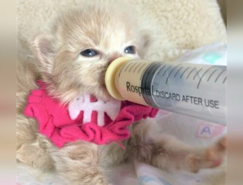 Rescue Super Cute Tiny Kittens Who Bond Together and So Adorable