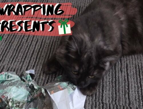 Cat Tells Kitten Off For Unwrapping Presents | Kittens FIRST Christmas