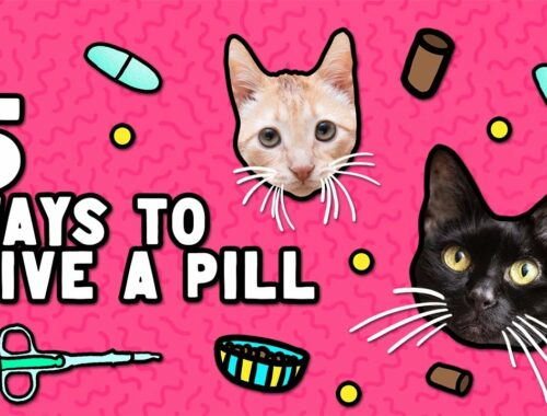 How to Give a Pill to a Cat or Kitten (5 Different Ways!)