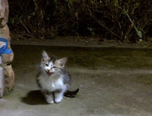 Stray kitten comes to couple, crying for help on stormy night