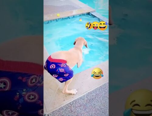 Funny Dogs and Kittens Meowing 2022 #cat #shorts #animals #tiktok #dog #funny