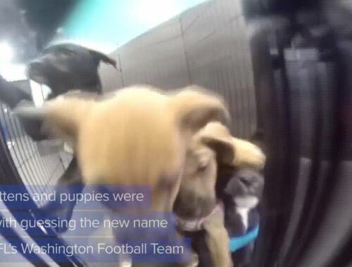 WEB EXTRA: Puppies and Kittens Guess New Name NFL's Washington Football Team