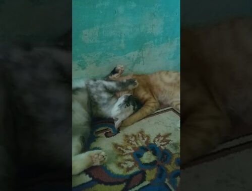 terciduk#videoshortkucing#cats#kittens#anabul#barbar