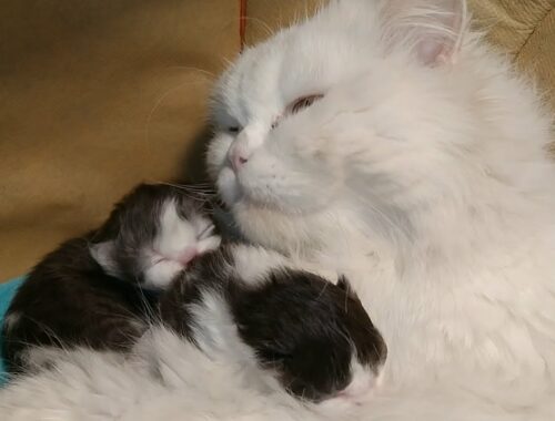 Mother Cat Loves Her 6 Days Old Kittens And Hiding Them From Human